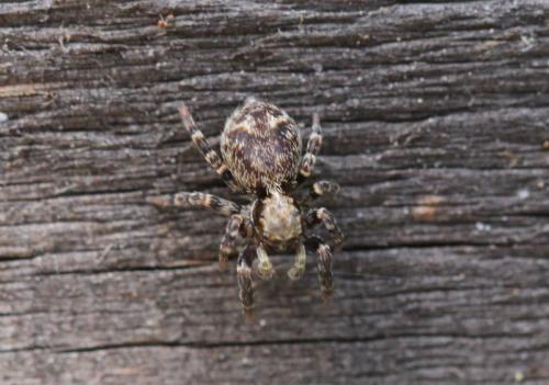 Pseudeuophrys erratica